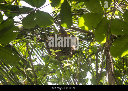 Flauschig Braun zwei-toed Sloth mit einem weißen und braunen Gesicht schläft auf eine Zweigniederlassung, die in einem Baum in Costa Rica Stockfoto
