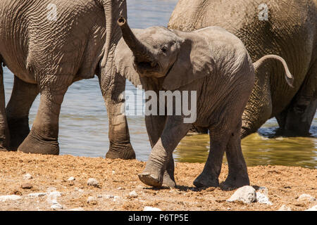 Baby Afrikanischer Elefant - Loxodonta - in der Herde am Wasserloch und Trompeten Spielen, Lernen, seinen Koffer zu verwenden Stockfoto