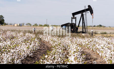 Eine Pumpe Jack arbeiten Fracking während Baumwolle bereit für die Ernte in West Texas sitzt Stockfoto