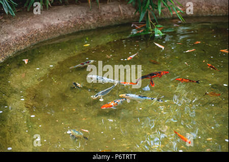 Farbenfrohe Koi Fische in einem Teich. Straße Teich. Stockfoto