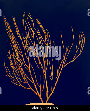 Gorgonie Gorgonie gelbe Koralle (Leptogorgia Viminalis). Spanien. Europa Stockfoto