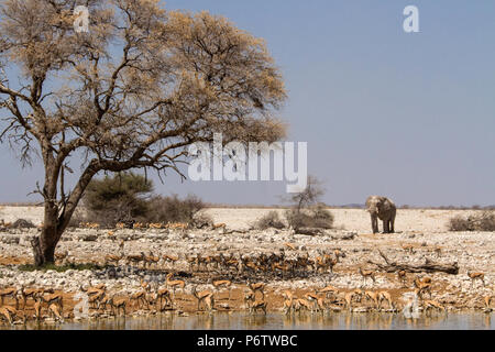 Afrikanische Elefantenbulle - Loxodonta - Annäherung an die Springboks in Okaukuejo Wasserloch im Etosha Stockfoto