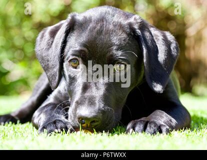 Süße schwarze Labrador Welpe liegend auf Gras Stockfoto