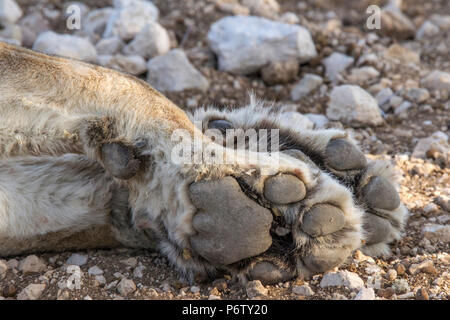 Von Lion Panthera leo - im Etosha, Namibia. Detaillierte Aufnahme der Vorderpfote oder Pad. Stockfoto
