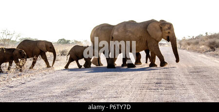 Zucht Herde der Afrikanischen Elefanten - Loxodonta - mit Babys über eine Schmutz- oder Schotterpiste in Etosha Stockfoto