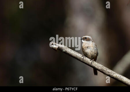 Grau Bush Chat (Saxicola ferreus ferreus) Race'' Stockfoto