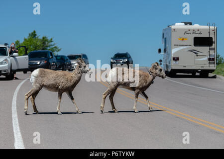 Berg Schafe überfahrt-Straße Stockfoto