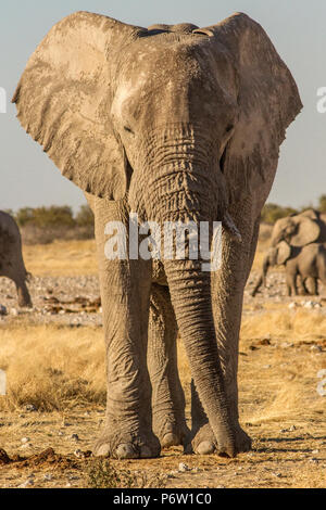 Big bull Afrikanischer Elefant - Loxodonta - Nähe Kopf auf portraitfotos Stockfoto