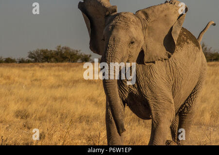 Jungstier Afrikanischer Elefant - Loxodonta - stand Kopf, Ohren, Trompeten Stockfoto