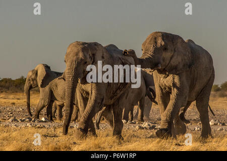 Big bull Afrikanischer Elefant - Loxodonta - mit Trunk auf der Rückseite der kleinere Männchen in musth Stockfoto