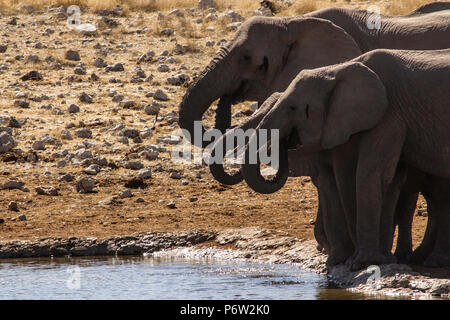 Afrikanische Elefanten - Loxodonta - mit Trunks gewellt Trinken an einem Wasserloch Etosha Stockfoto