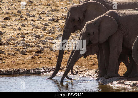 Afrikanische Elefanten - Loxodonta - mit Trunks erweiterte Trinken an einem Wasserloch Etosha Stockfoto