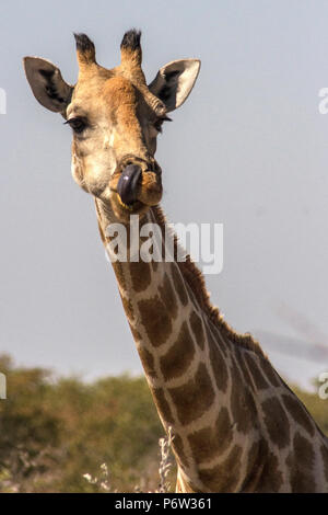 Kopf und Hals der Namibischen oder angolanischen Giraffe - Giraffa Cameloparalis Angolensis - Mit herausgestreckter Zunge und nasenloch im Etosha, Namibia. Stockfoto
