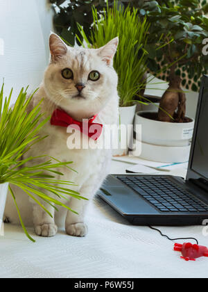 Big intelligente Katze in der Red Bow Tie in der Nähe, die sie mit dem Laptop sitzen und aufmerksam auf uns Stockfoto