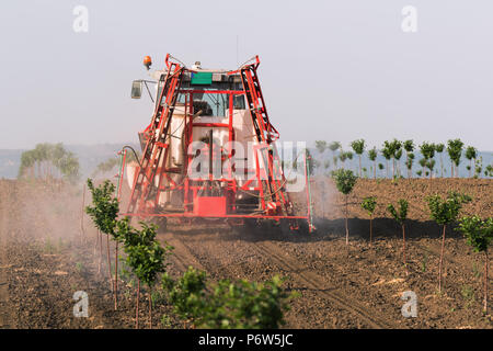 Traktor Pflanzenschutz Cherry Orchard am Frühling Stockfoto