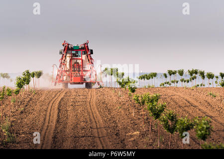 Traktor Pflanzenschutz Cherry Orchard am Frühling Stockfoto