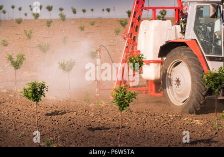 Traktor Pflanzenschutz Cherry Orchard am Frühling Stockfoto