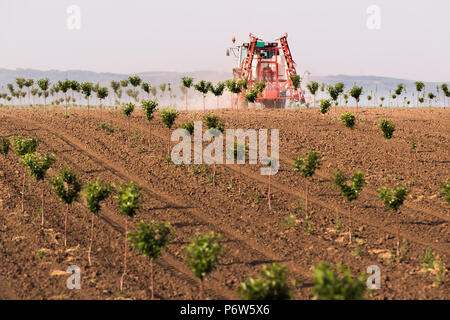 Traktor Pflanzenschutz Cherry Orchard am Frühling Stockfoto