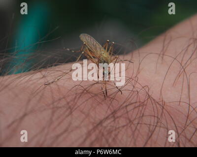 Eine Mücke saugt Blut aus einer Person. Blutsaugenden Insekt. Mücken. Makro. Stockfoto