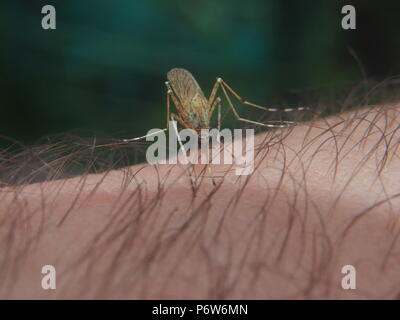 Eine Mücke saugt Blut aus einer Person. Blutsaugenden Insekt. Mücken. Makro. Stockfoto