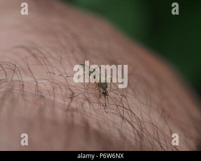 Eine Mücke saugt Blut aus einer Person. Blutsaugenden Insekt. Mücken. Makro. Stockfoto