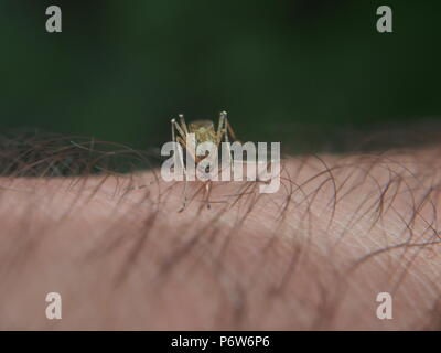 Eine Mücke saugt Blut aus einer Person. Blutsaugenden Insekt. Mücken. Makro. Stockfoto