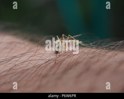 Eine Mücke saugt Blut aus einer Person. Blutsaugenden Insekt. Mücken. Makro. Stockfoto