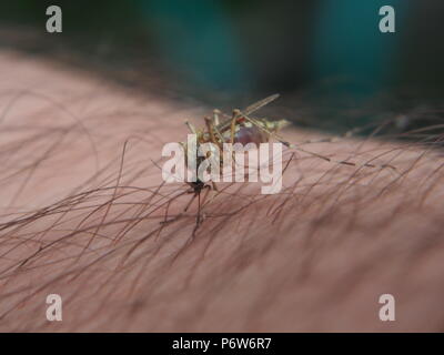 Eine Mücke saugt Blut aus einer Person. Blutsaugenden Insekt. Mücken. Makro. Stockfoto