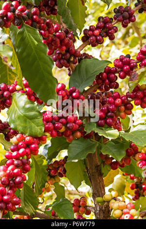 Kaffee Baum mit Früchten Stockfoto