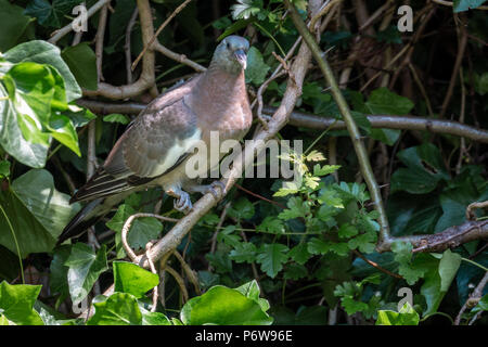 Junge Ringeltaube) Columba Palumbus) auf Zweig Stockfoto