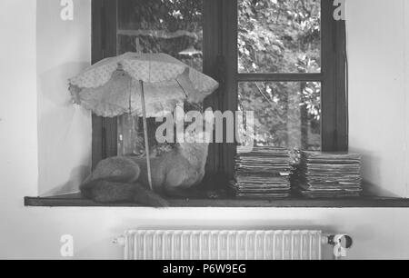 Fox unter Dach vor dem Fenster mit zwei Stapel von Vinyl Stockfoto