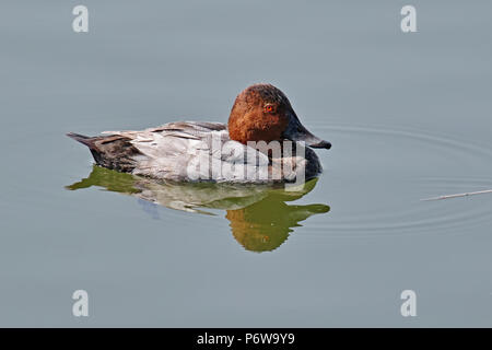 Das Muster des Gemeinsamen pochard schwimmt auf dem ruhigen Wasser eines Sees Stockfoto