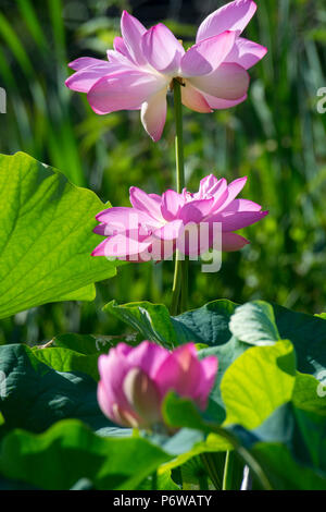 Drei lotus Pflanzen wirken zusammen als ein in Kenilworth Aquatic Gardens in Washington DC zu wachsen. Stockfoto