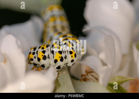 Wildlife makro Portrait von königskerze Motte Caterpillar in der Mitte des Bild geschossen mit sehr schmalen Tiefenschärfe unter Weißen wilden Rosen. Stockfoto