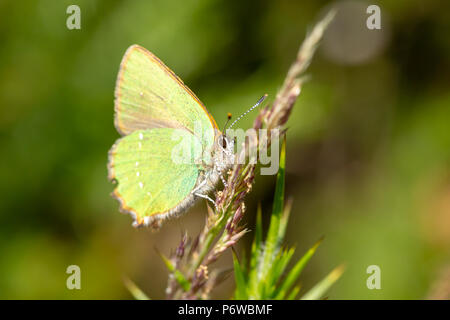 Seite - auf Makro Foto von Green hairstreak Schmetterling auf Gras thront. Nur Körper in Fokus auf Corfe Hills Nature Reserve, Poole. Stockfoto