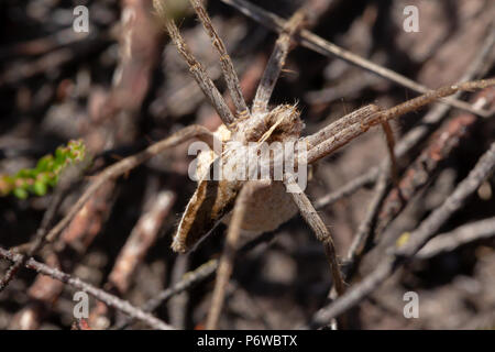 Nahaufnahme der erwachsenen weiblichen Baumschule Web spider Mit einem Ei sac unter ihrem Körper hing. Auf canford Heide, Poole gefunden. Stockfoto