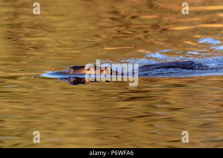 Bisamratte schwimmen im oberen Klamath See, in der Nähe von Putnam's Point, Oregon, USA. Stockfoto