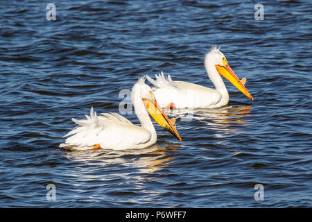 Weiße Pelikane mit Zucht 'horn', die nach der Paarung vergossen wird. Stockfoto