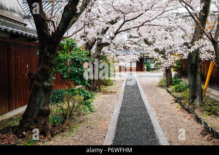 Alte Tempel mit Kirschblüten bei japanischen alte traditionelle Stadt Imaicho in Nara, Japan Stockfoto