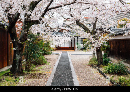 Alte Tempel mit Kirschblüten bei japanischen alte traditionelle Stadt Imaicho in Nara, Japan Stockfoto