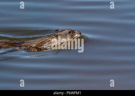 Bisamratte schwimmen im oberen Klamath See, in der Nähe von Putnam's Point, Oregon, USA. Stockfoto