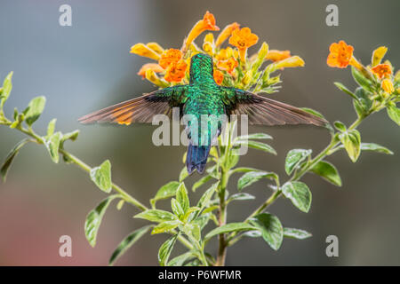 Ein Western Emerald hummingbird ernährt sich von Nektar reiche Blumen im Tandayapa Tal von Ecuador. Stockfoto