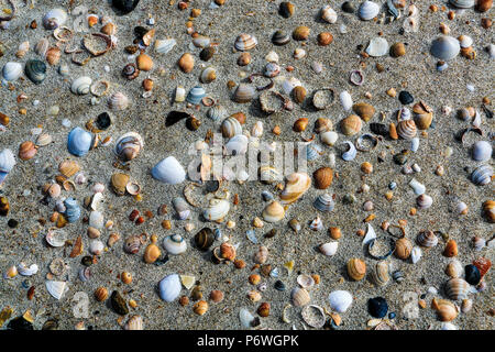 Seashells on beach in Northland, New Zealand Stockfoto