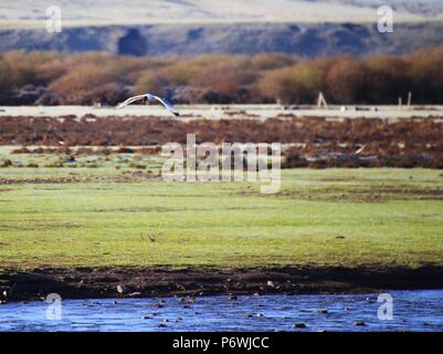 Zhangye, Zhangye, China. 3. Juli 2018. Zhangye, CHINA - wilde Enten erfassen am Luanniao See in Shandan Horse Farm, im Nordwesten der chinesischen Provinz Gansu. Credit: SIPA Asien/ZUMA Draht/Alamy leben Nachrichten Stockfoto