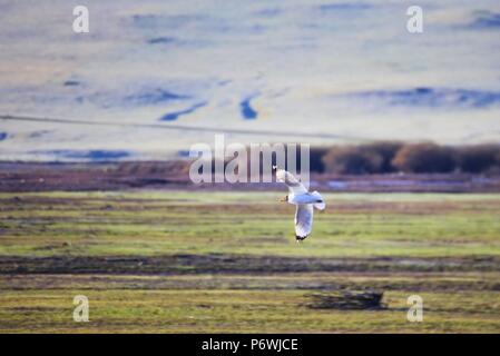 Zhangye, Zhangye, China. 3. Juli 2018. Zhangye, CHINA - wilde Enten erfassen am Luanniao See in Shandan Horse Farm, im Nordwesten der chinesischen Provinz Gansu. Credit: SIPA Asien/ZUMA Draht/Alamy leben Nachrichten Stockfoto