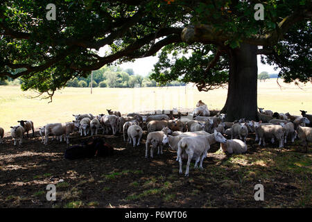 Otley, Yorkshire, Großbritannien. 3. Juli 2018, als die Hitzewelle setzt diese Herde von Schafen und eine einsame Kuh haben Schutz vor der heißen Nachmittagssonne unter dem Schatten eines Baumes in Otley, Yorkshire. Credit: Andrew Gardner/Alamy leben Nachrichten Stockfoto