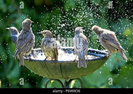 3. Apr 2018. UK Wetter. Stare Abkühlen in ein Vogelbad während dieser Hitzewelle von Wetter als Wildlife kämpft mit der Mangel an natürlichen Wasser fertig zu werden. Credit: Ed Brown/Alamy leben Nachrichten Stockfoto