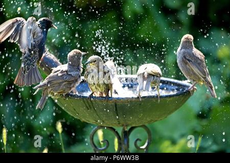 3. Apr 2018. UK Wetter. Stare Abkühlen in ein Vogelbad während dieser Hitzewelle von Wetter als Wildlife kämpft mit der Mangel an natürlichen Wasser fertig zu werden. Credit: Ed Brown/Alamy leben Nachrichten Stockfoto