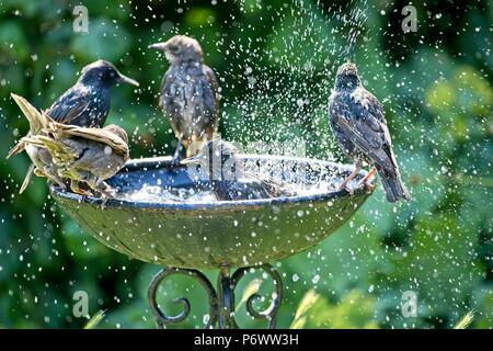 3. Apr 2018. UK Wetter. Stare Abkühlen in ein Vogelbad während dieser Hitzewelle von Wetter als Wildlife kämpft mit der Mangel an natürlichen Wasser fertig zu werden. Credit: Ed Brown/Alamy leben Nachrichten Stockfoto