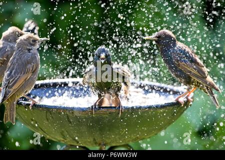 3. Apr 2018. UK Wetter. Stare Abkühlen in ein Vogelbad während dieser Hitzewelle von Wetter als Wildlife kämpft mit der Mangel an natürlichen Wasser fertig zu werden. Credit: Ed Brown/Alamy leben Nachrichten Stockfoto